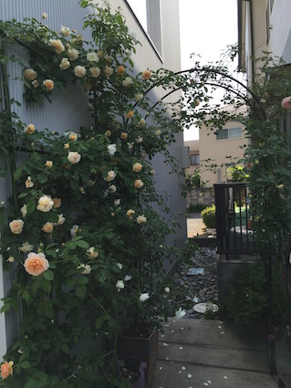 2015-0515-rose
